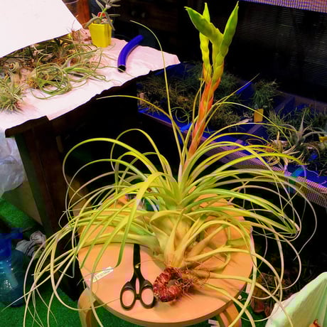 tomasellii 'Tropiflora'〔エアプランツ〕T5159 tomasellii 'Tropiflora'〔エアプランツ〕T5159 Tillandsia