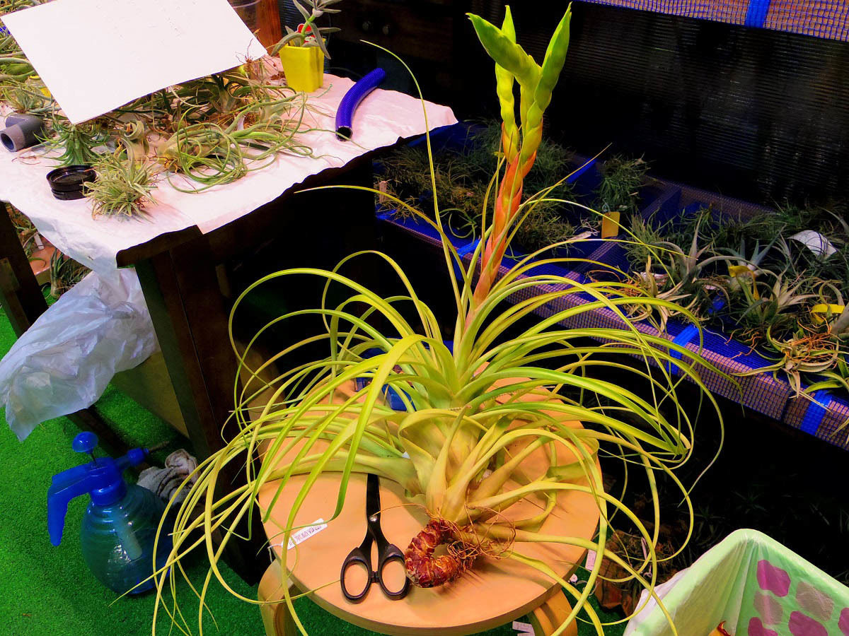 Tillandsia roland-gosselinii グリーンタイプ