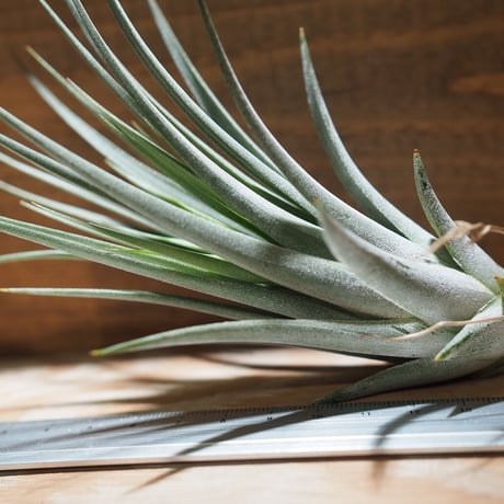 チランジア ／ イオナンタ × フロリバンダ　(T.ionantha × T.floribunda)　＊A01/Jan27