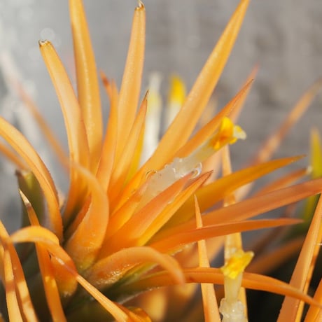 チランジア ／ イオナンタ ピーチ ホワイトフラワー　(T.ionantha 'Peach White Flower')　＊A01/Apr25
