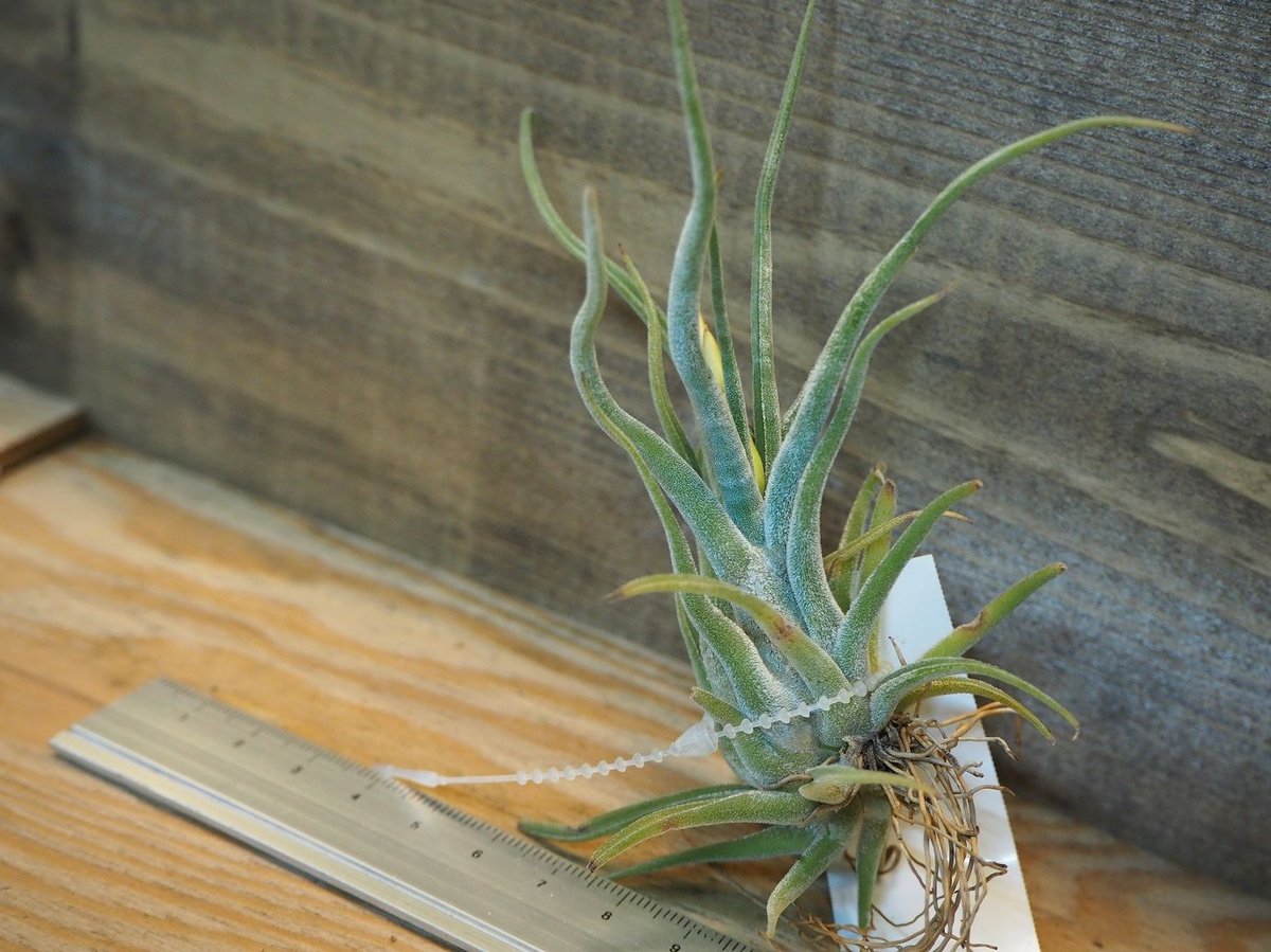 チランジア ／ カプトメデューサ ソノランスノー (T.caput-medusae