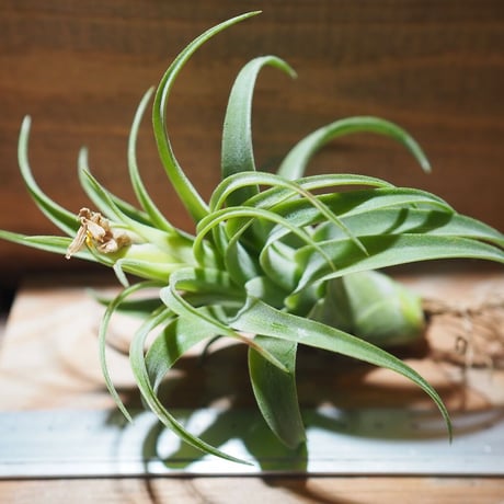 チランジア ／ ハリシー × アキロスタキス　(T.harrisii × T.achyrostachys)　＊A01/Nov09