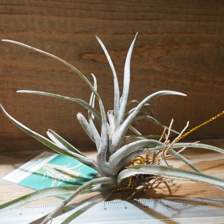 チランジア ／ カピタータ ドミンゲンシス　(T.capitata var. domingensis)　★CD01/Jul30-02