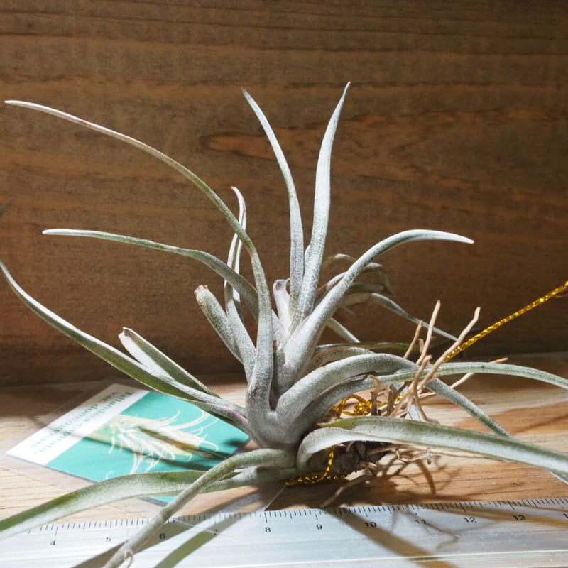チランジア ／ カピタータ ドミンゲンシス (T.capitata var. domingen