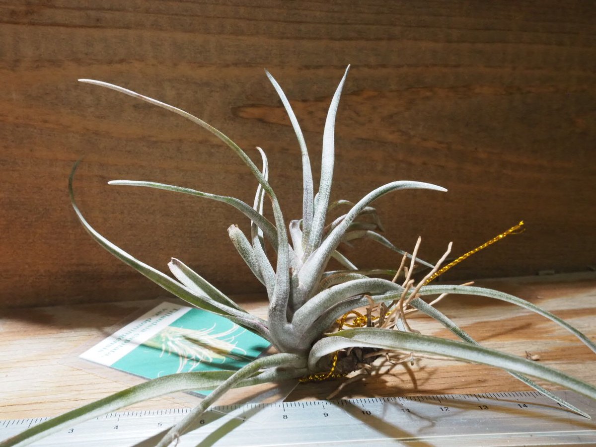チランジア ／ カピタータ ドミンゲンシス (T.capitata var. domingen