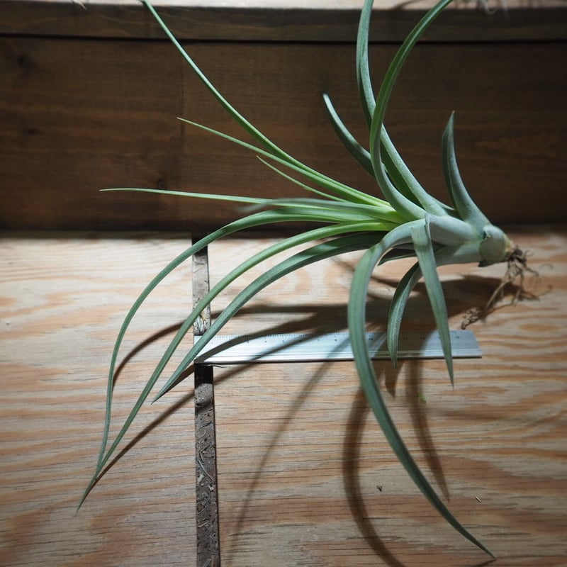 チランジア ／ カプトメドーサ × コンコロール (T.caput-medusae × T.c