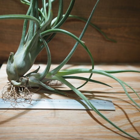 チランジア ／ ブルボーサ × プエブレンシス 子株付き　(T.bulbosa × T.pueblensis)　＊A01/Apr15
