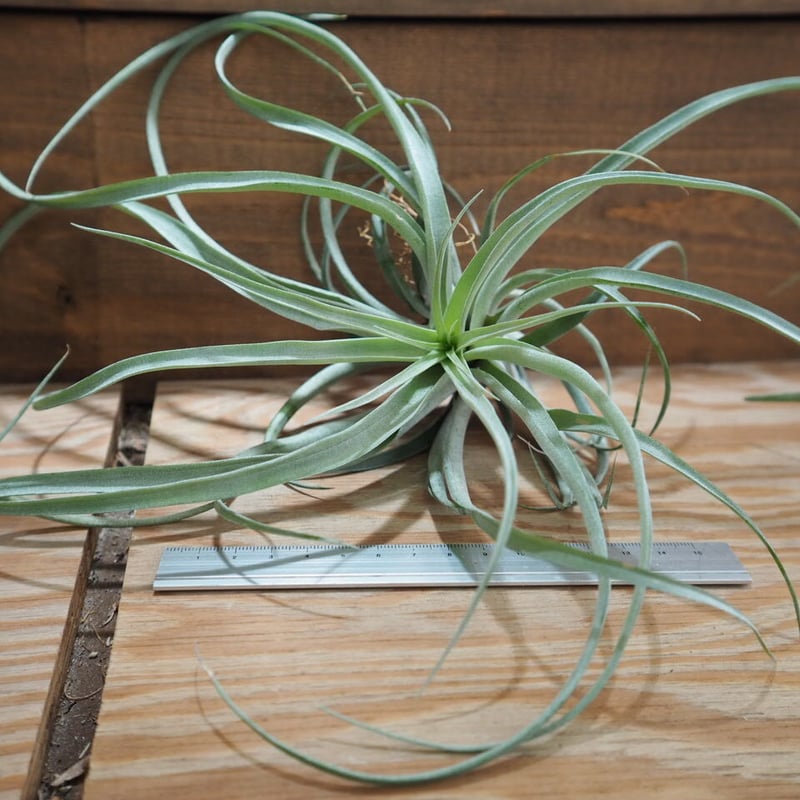 チランジア ／ ベティ XL (T.'Betty') ＊A01/May28-02 | 常葉植物