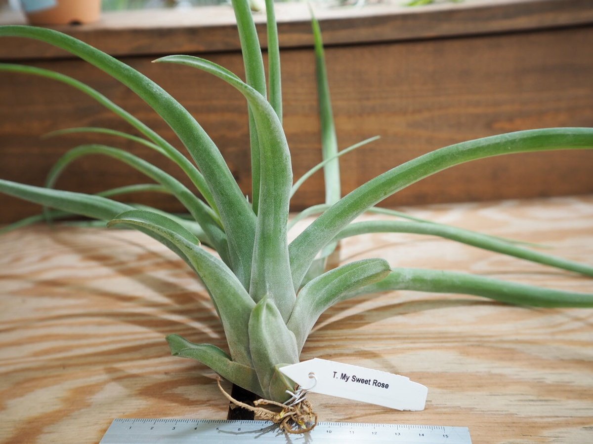 ティランジア　マイスイートローズ fit=scale-down,w=1200