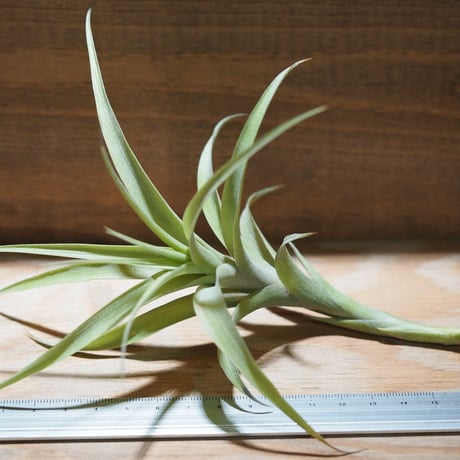 チランジア ／ ラティフォリア カウレセント　(T.latifolia  var.  caulescent)　＊A01/Aug24
