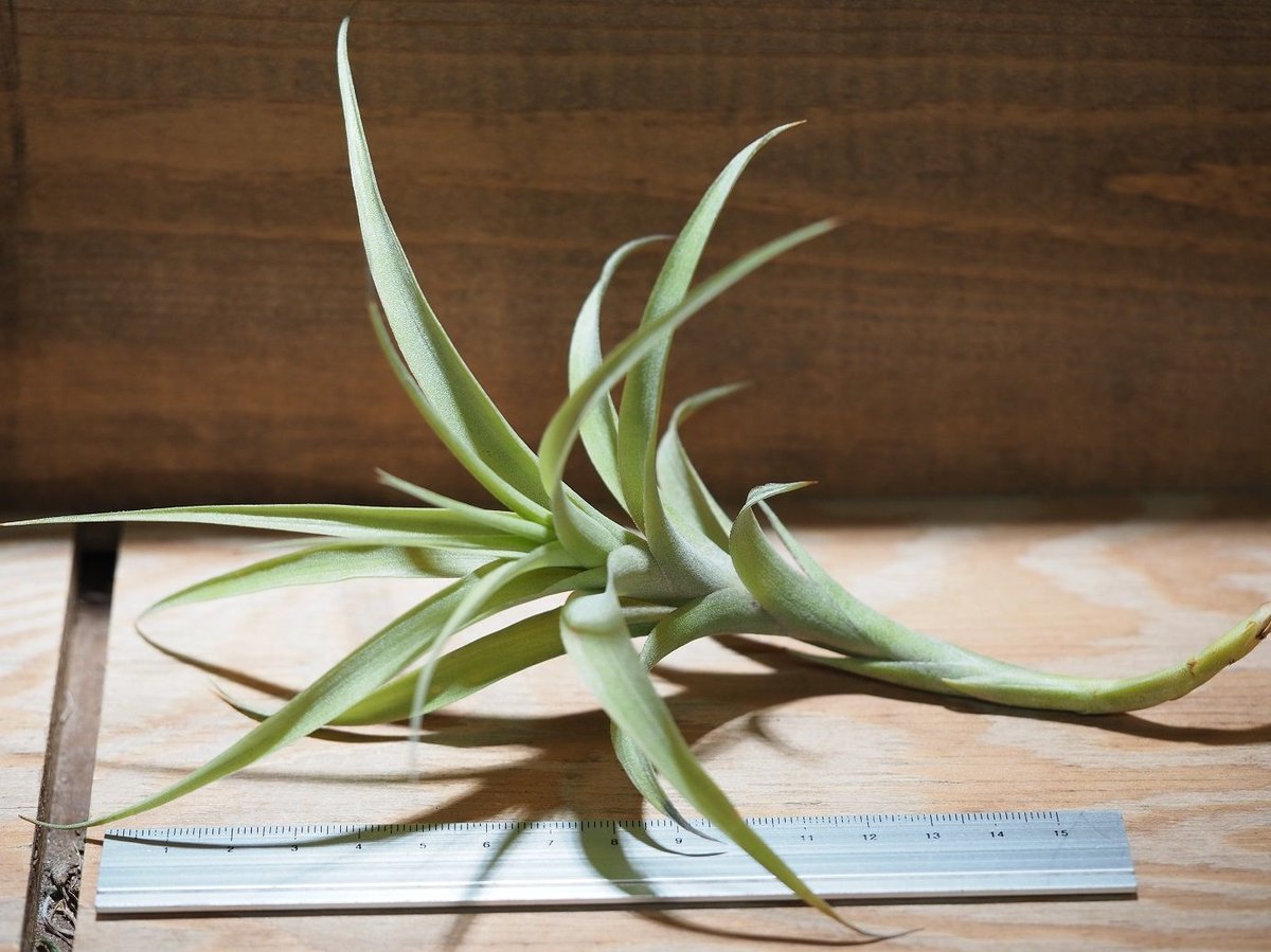 Tillandsia ラティフォリア レウコフィラ② 現品】チランジア・ラティフォリア・レウコフィラ T. latifolia