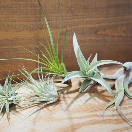 チランジア ／ 入門5点セット　Gタイプ　(Tillandsia G-type)