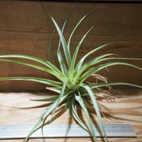 チランジア ／ カプトメデューサ ソノランスノー (T.caput-medusae