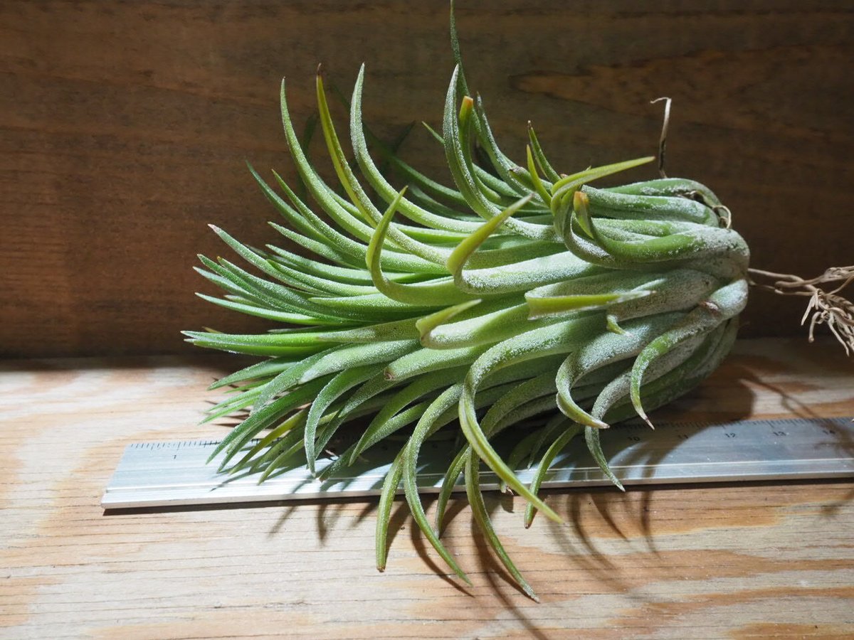 チランジア / イオナンタ カーリージャイアント XL (T.ionantha チランジア / イオナンタ カーリージャイアント XL (T.ionantha