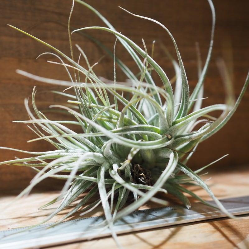 チランジア エーレルシアナ x ブルボーサ 速達+発泡スチロールおまけ