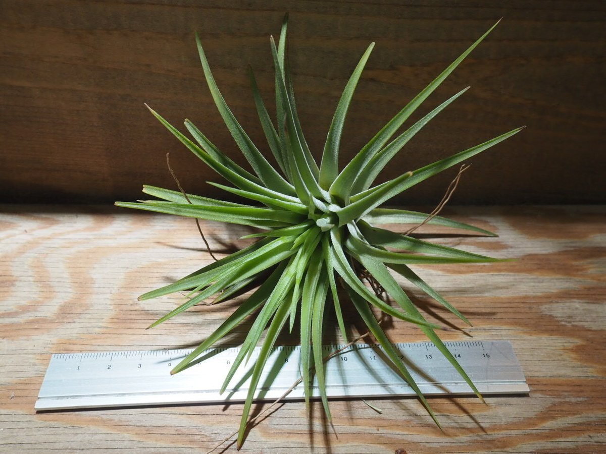 チランジア ／ イオナンタ マキシマ アルビノ (T.ionantha var. maxima