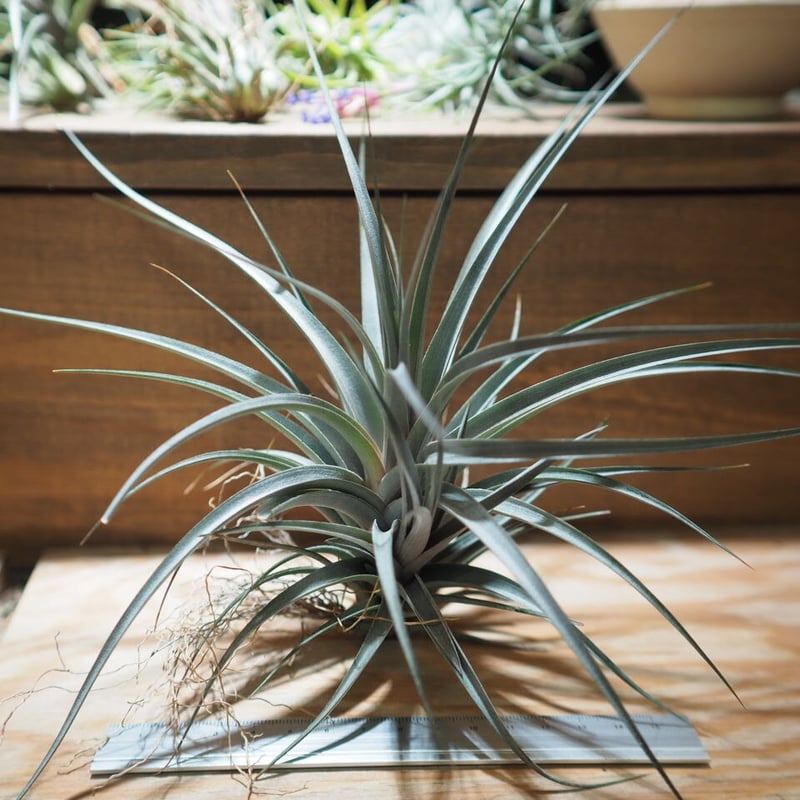 チランジア ／ ヴェルニコーサ パープルジャイアント (T.vernicosa