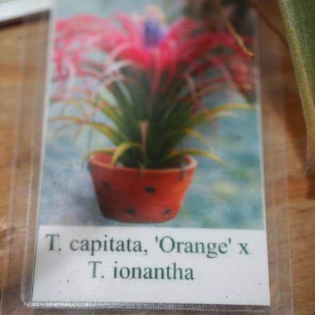 チランジア ／ カピタータ オレンジ × イオナンタ　(T.capitata 'Orange' × T.ionantha)　＊A01/Jul25