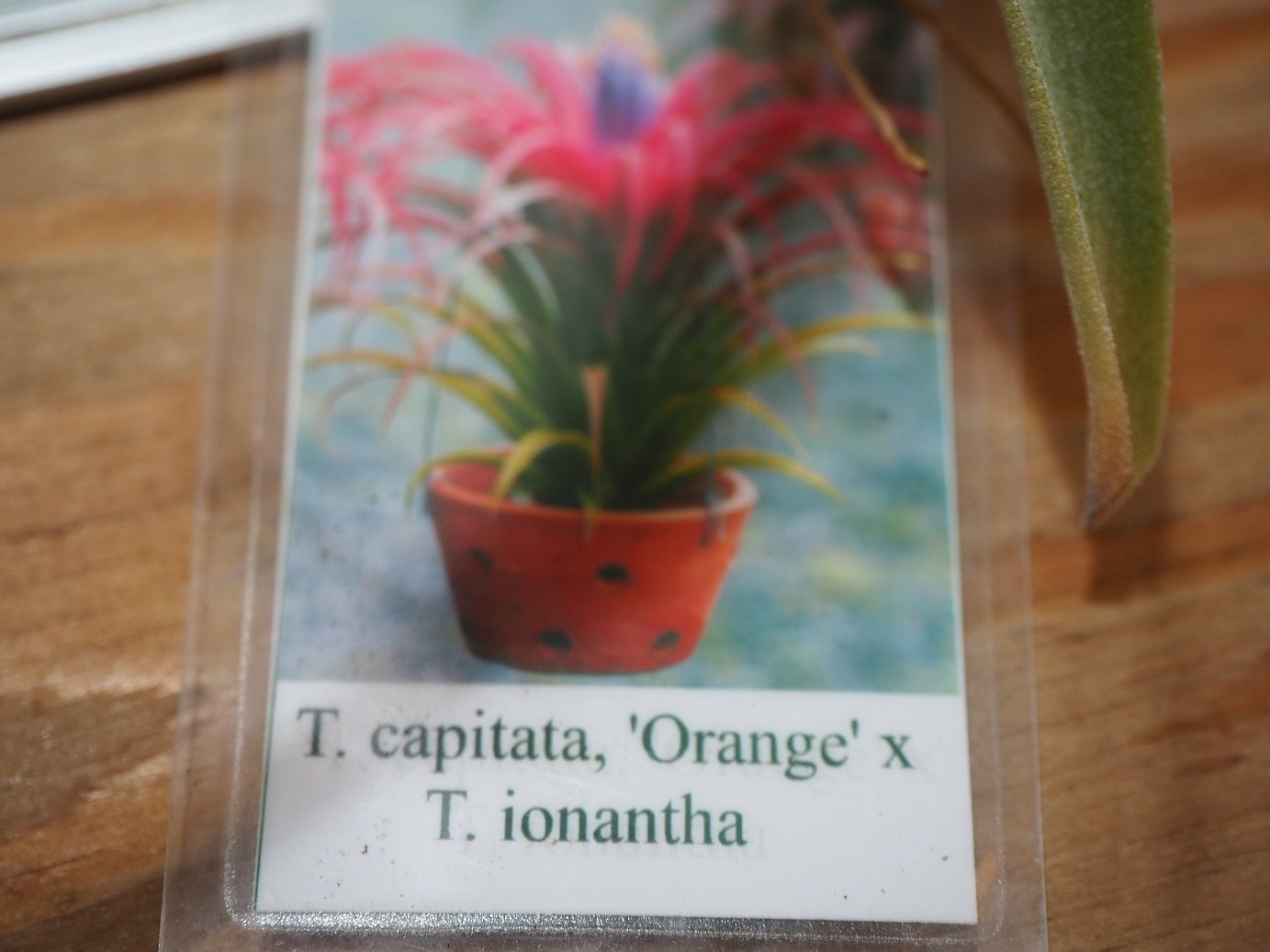 C*.様 ラスト　T. ionantha ‘Orange' T'S TROPIC チランジア ／ カピタータ オレンジ × イオナンタ (T.capitata 'Orange'