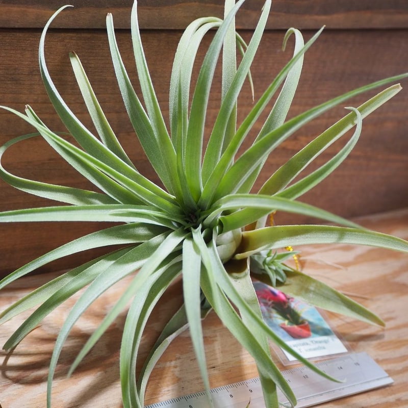チランジア ／ カピタータ オレンジ × イオナンタ (T.capitata 'Orange'