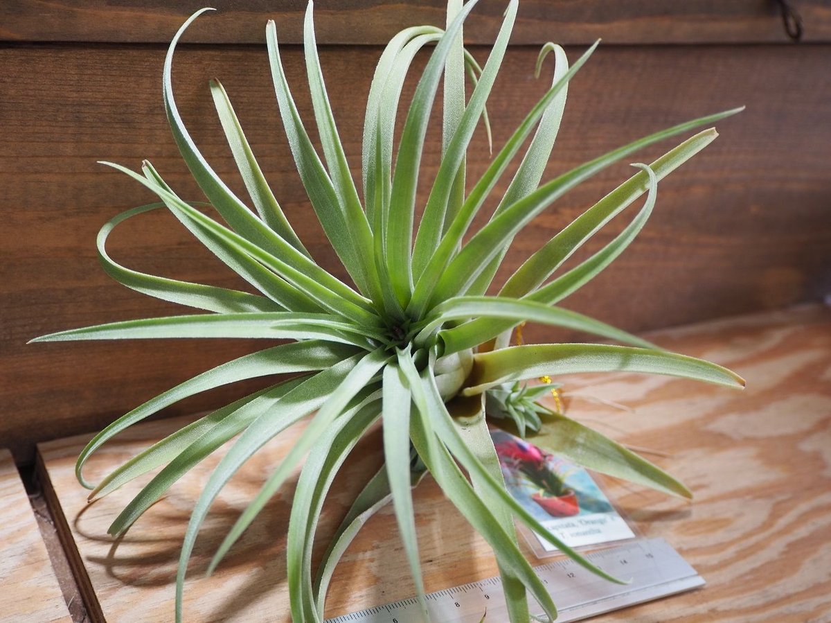 C*.様 ラスト　T. ionantha ‘Orange' T'S TROPIC fit=scale-down,w=1200