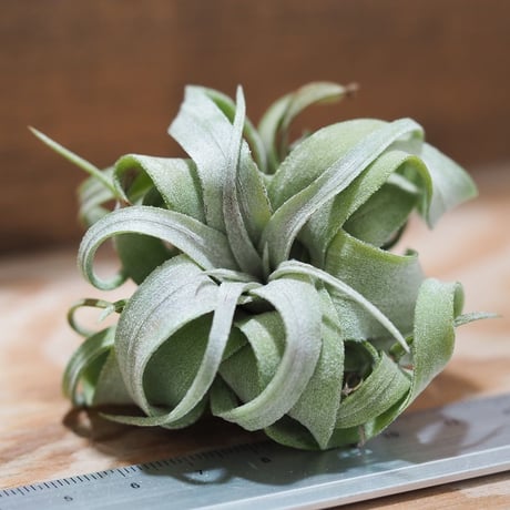 チランジア ／ ストレプトフィラ mini　(T.streptophylla)　＊A01/Aug27-01