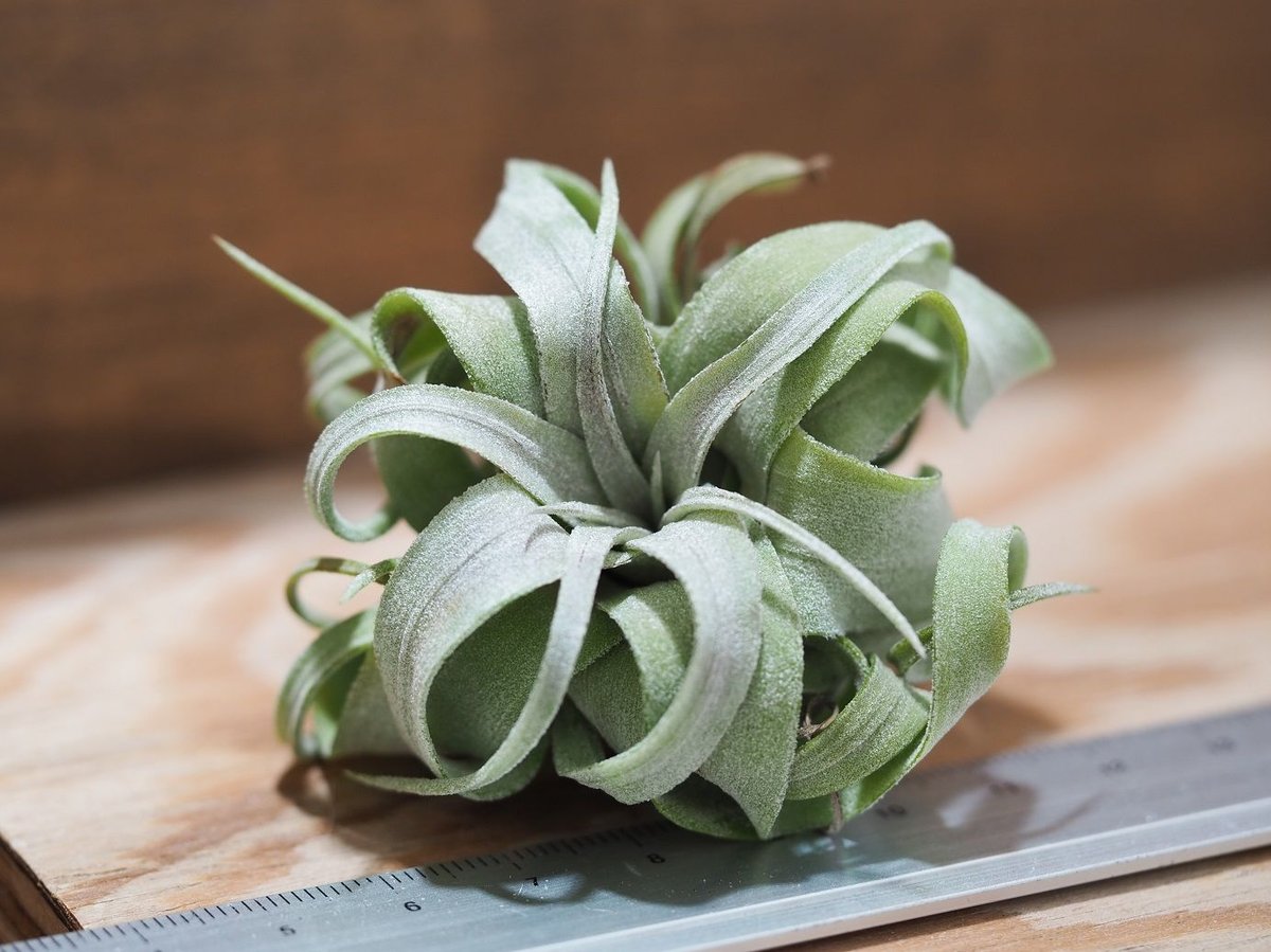 チランジア ストレプトフィラ ハイブリッド No.5738 チランジア ストレプトフィラ ハイブリッド No.5738