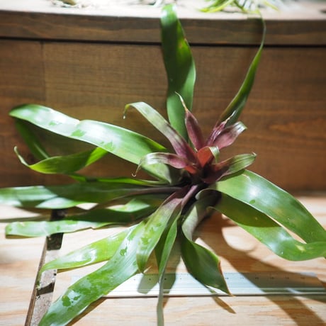 CATEGORY 学名・名称：S | 常葉植物園 Tokiwa Botanical-Garde
