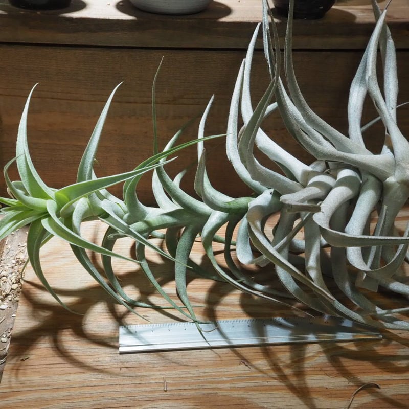 チランジア ／ カクティコラ グローイングフォーム (T.cacticola