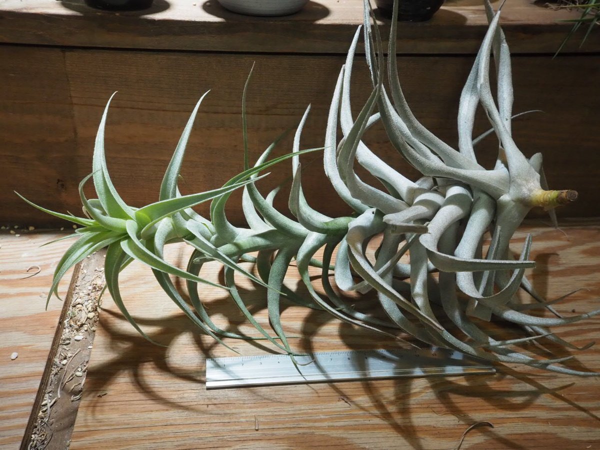 チランジア ／ カクティコラ グローイングフォーム (T.cacticola