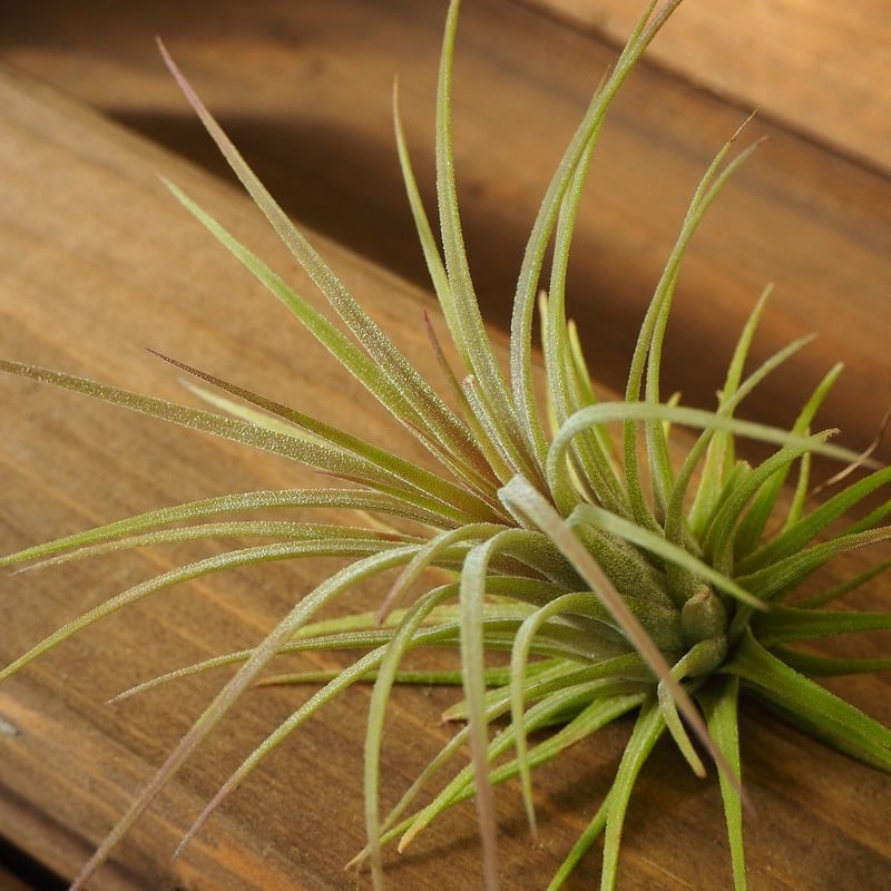 チランジア / イオナンタ プレデター (T.ionantha 'Predator チランジア / イオナンタ プレデター (T.ionantha 'Predator