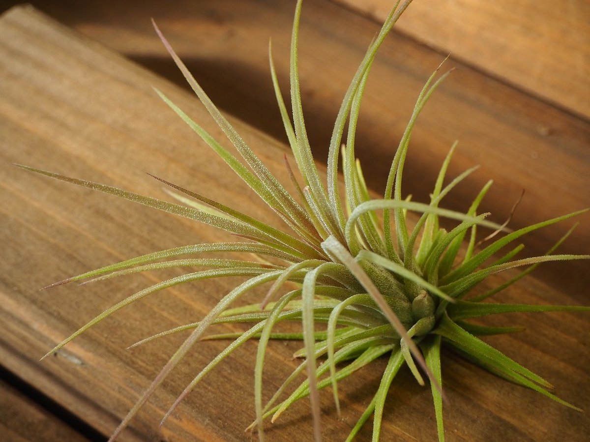 チランジア / イオナンタ プレデター (T.ionantha 'Predator チランジア / イオナンタ プレデター (T.ionantha 'Predator