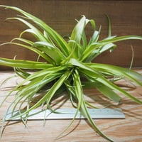 チランジア ／ イオナンタ モンストローズ (T.ionantha