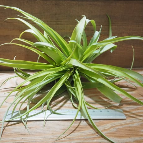 CATEGORY エアプランツ（チランジア） 希少種 | 常葉植物園 Tokiwa Botan...