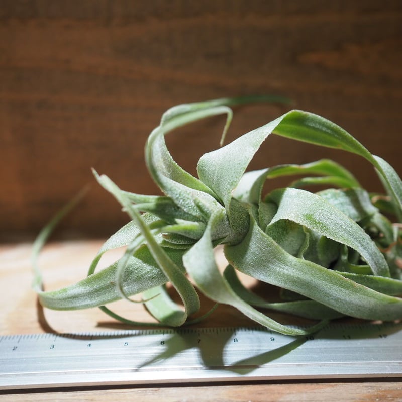 菫〉Tillandsia 'P M' x ディグエティー チランジア 菫〉Tillandsia