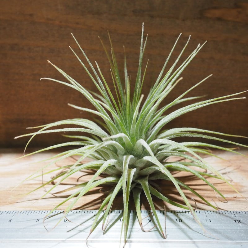 チランジア ／ イオナンタ グァテマラ L (T.ionantha 'Guatemala')