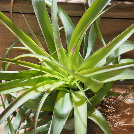 チランジア ／ ストレプトフィラ × キセログラフィカ　(T.streptophylla × T.xerographica)　★ZZ01/Dec22