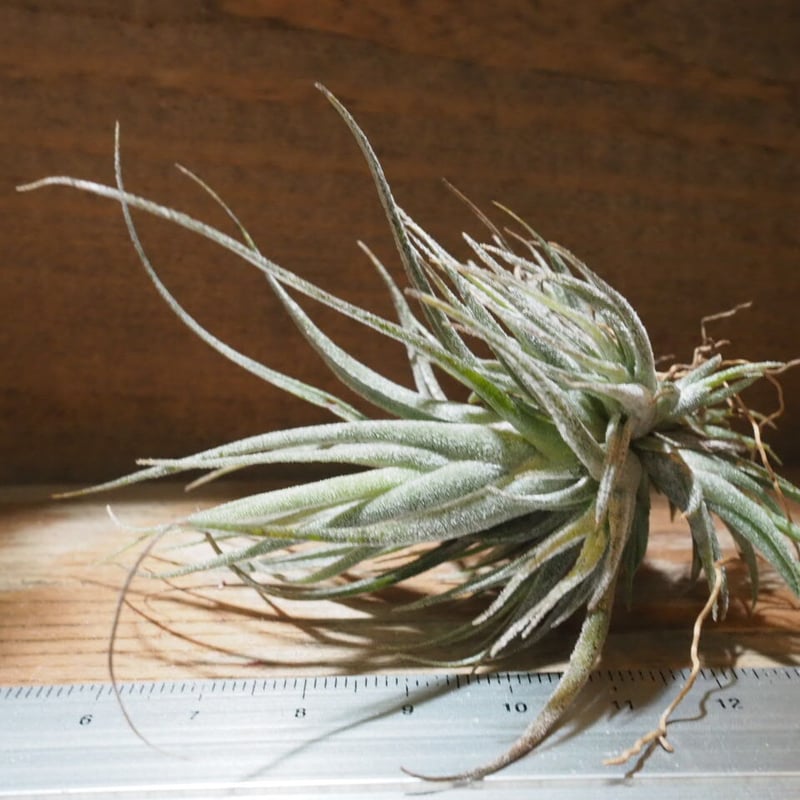ブロメリア・エアープランツ T. ehlersiana x chiapensis T. ehlersiana x chiapensis ブロメリア・エアープランツ