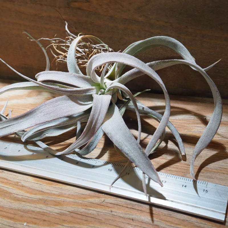 チランジア ／ チアペンシス ギガンテスコ (T.chiapensis 'Gigantesco