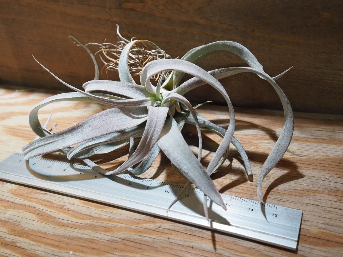 チランジア ／ チアペンシス ギガンテスコ (T.chiapensis 'Gigantesco