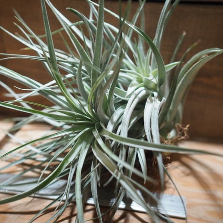 チランジア ／ レクルヴィフォリア × ガルドネリー　(T.recurvifolia × T.gardneri)　＊A01/Apr17