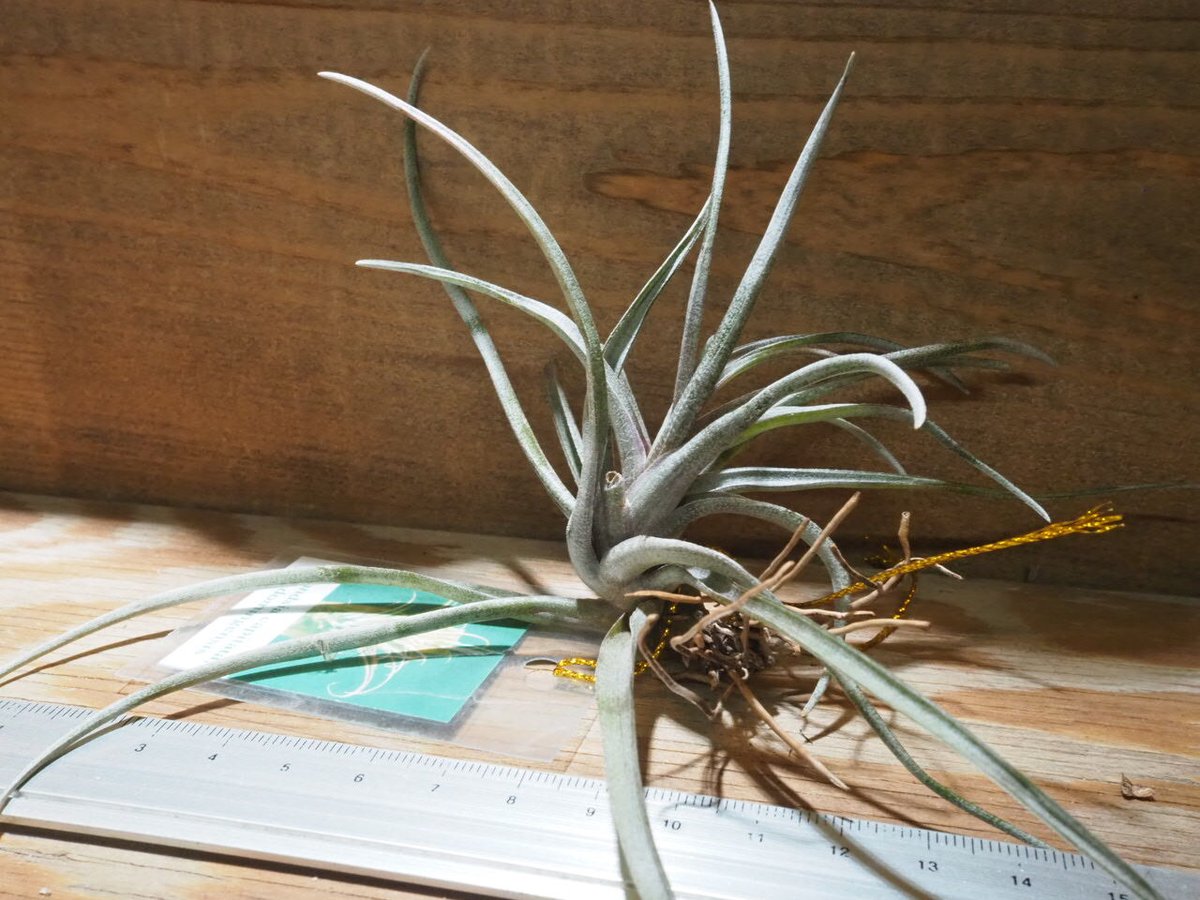 チランジア ／ カピタータ ドミンゲンシス (T.capitata var. domingen