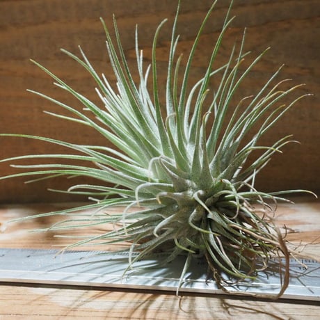チランジア ／ フクシー フクシー　(T.fuchsii var. fuchsii)　★CD01/Feb05