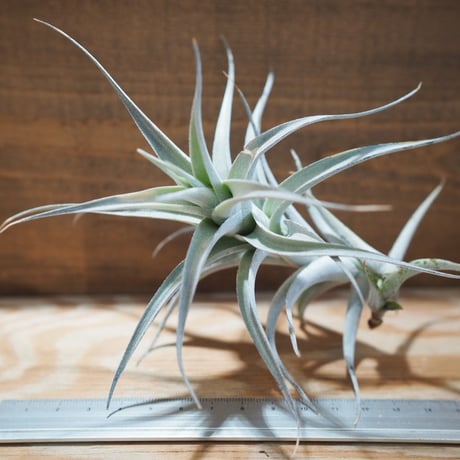 エアプランツ　mic CATEGORY エアプランツ（チランジア） 普及種 | 常葉植物園