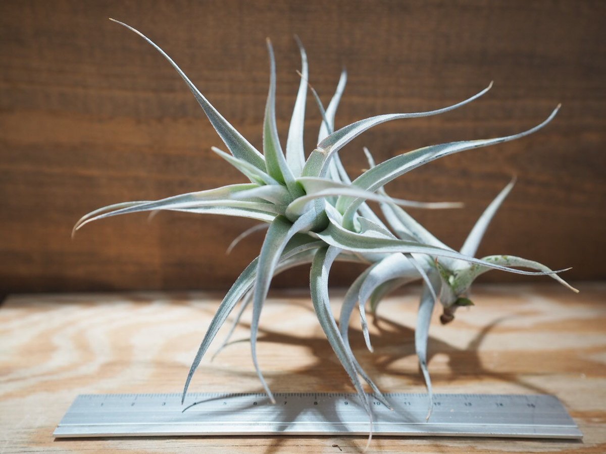 (レア)チランジア　アトロビオラセア　(DP) レア)チランジアアトロビオラセア(DP)