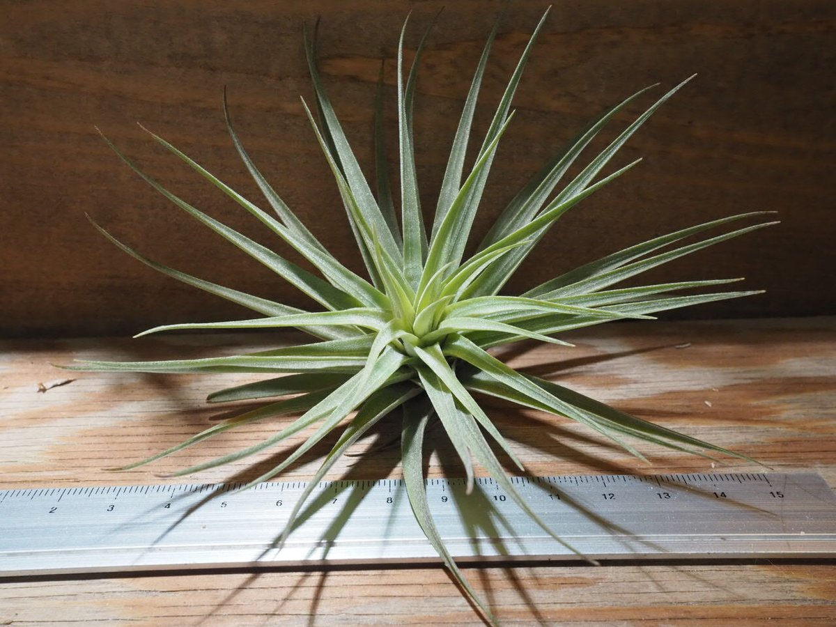 チランジア ／ エスピノーサ (T.espinosae) ☆CD01/Feb05 | 常葉植物