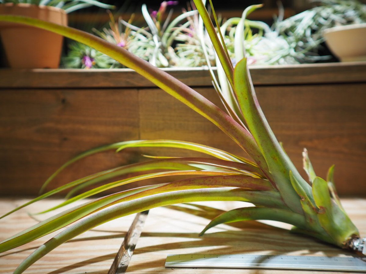 チランジア カピタータルブラ × ロシー 【公式通販】