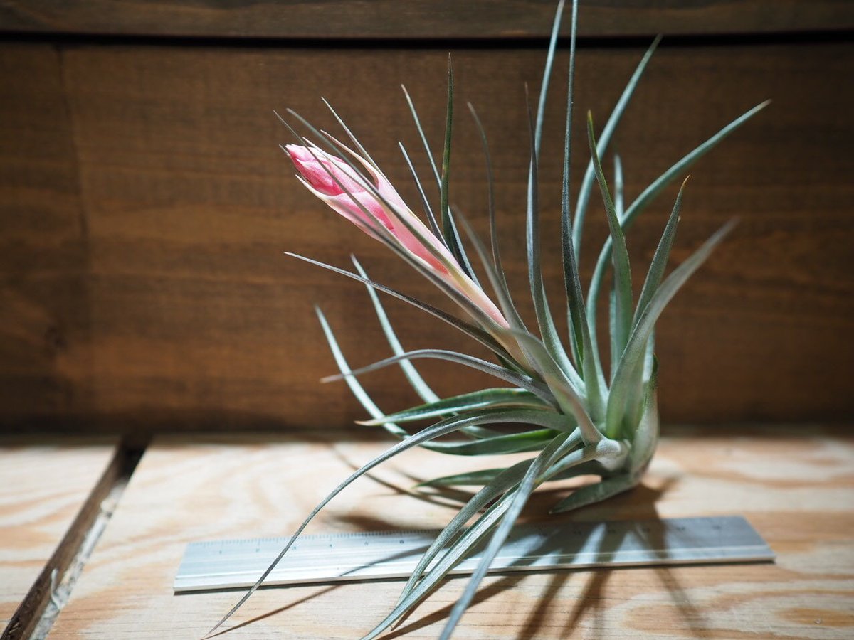 Tillandsia sprengeliana きつき 内陸型パープルクローン