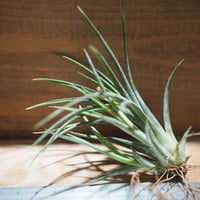 チランジア ／ エーレルシアナ L (T.ehlersiana) ☆CD01/Feb05 |