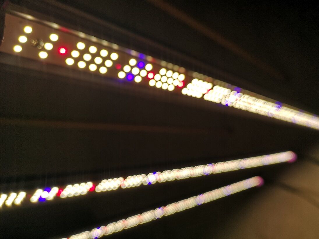 Helios Green LED SPESIMEN ヘリオス スペシメン ◇ Helios Green LED シリーズ ／Helios Green LED SPESI